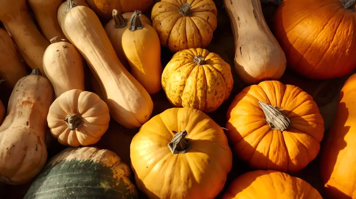 5 zdravotných výhod squashu (a prečo by bolo zlé sa bez neho zaobísť)